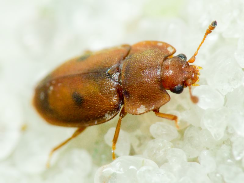 Epuraea variegata (Herbst, 1793)